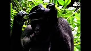 funee monkee amv