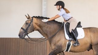 Horse For Sale Licensed Lusitano Stallion Schooling Grand Prix With Proven Temperament