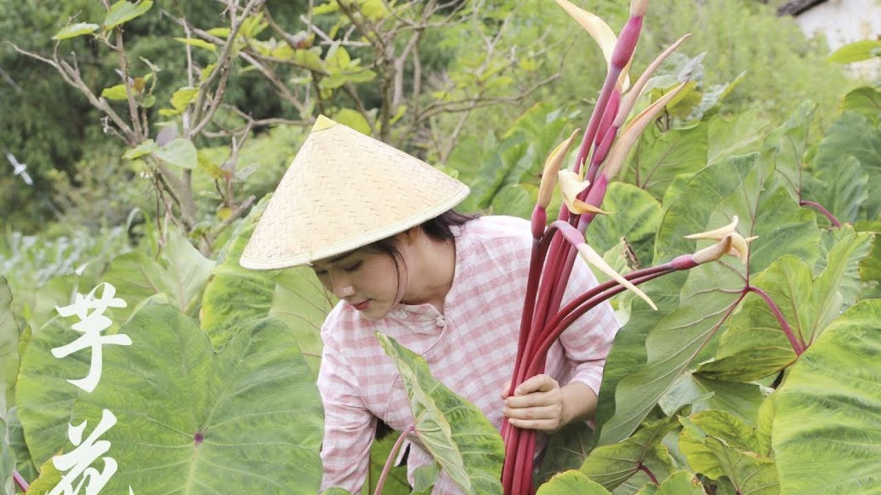 芋花吃过吗？云南食材丰富又奇特，芋头花能做菜还美味！【滇西小哥】