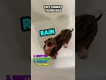 RanKinG tHeFuNNieSt TaLkiNg DoGs 🐶📈