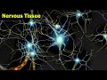 Exploring The Structure And Function Of Nervous Tissue
