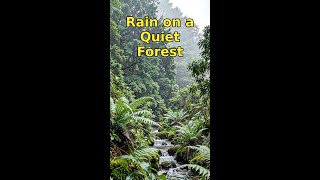 Rain on a Quiet Forest