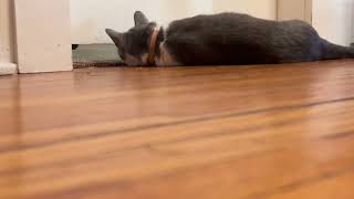 #cat #cathub #catvideos #cute #catspetsandanimals #cutecats #puppy #cutecathere #catfunny #kitten by Pet hub No views 7 days ago 21 seconds