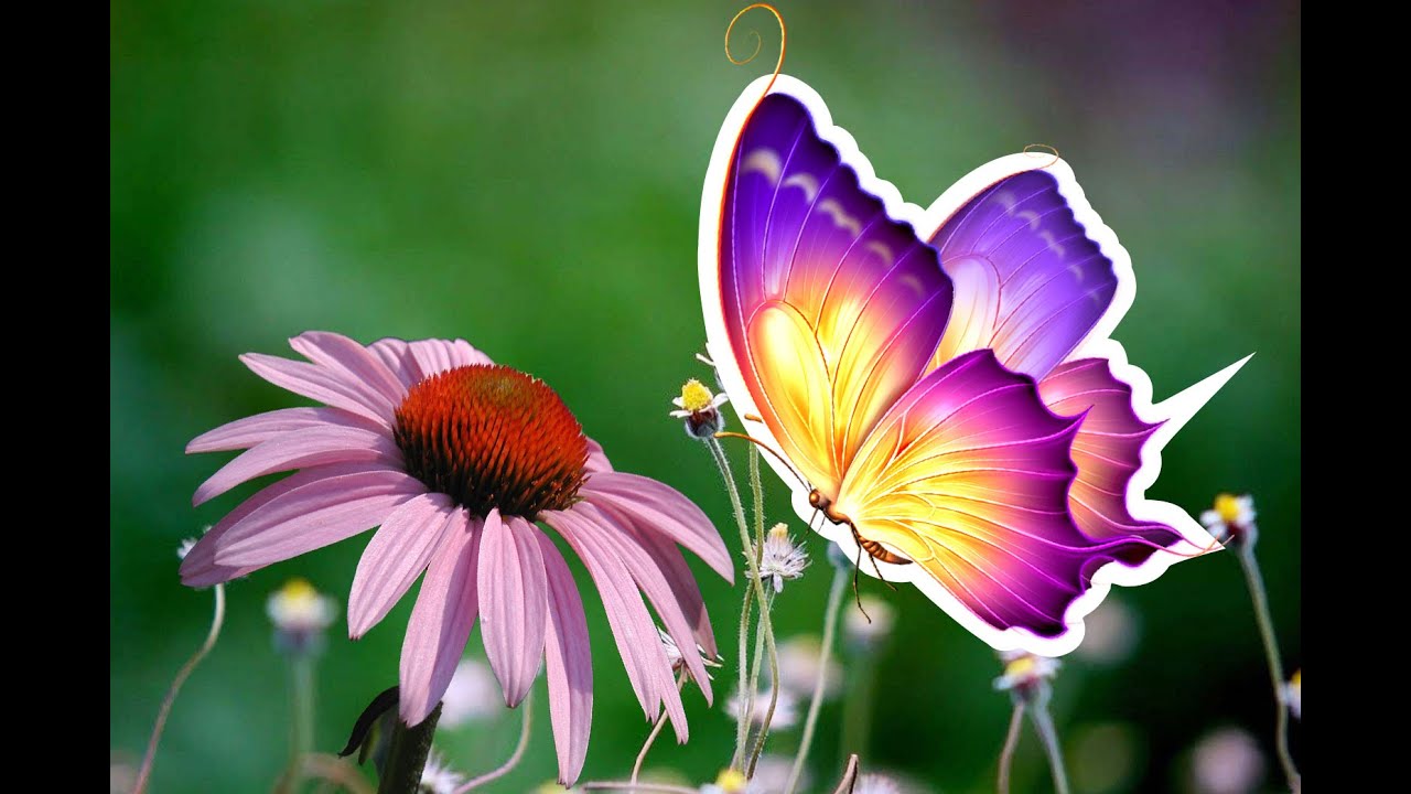 Bringing beneficial insects to your garden | Plants for attracting