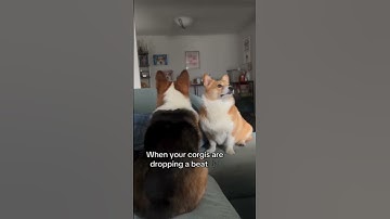 Funny Cats and Dogs Ep.5 #funnycats #cat #memes #funnyanimals #pets #dog #shorts #funnydogs #lol