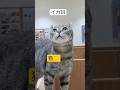 イカ耳猫🐱