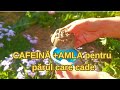 Șampon Solid Natural cu Cafeină și Amla – Rețetă Completă pentru Căderea Părului #estyt #natural
