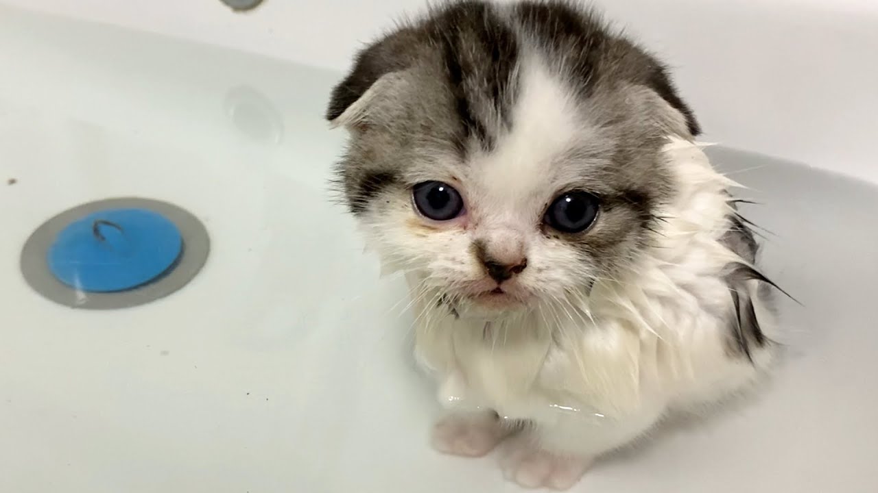 Котенок, который любит ванну очень сильно. Бутуз и Вилли шалят и ходят