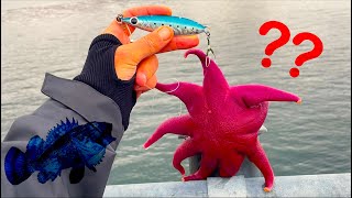 STRANGE NORWEGIAN CREATURES CAUGHT WITH THE ROD! Arctic fishing from a pier [New Species on my List]