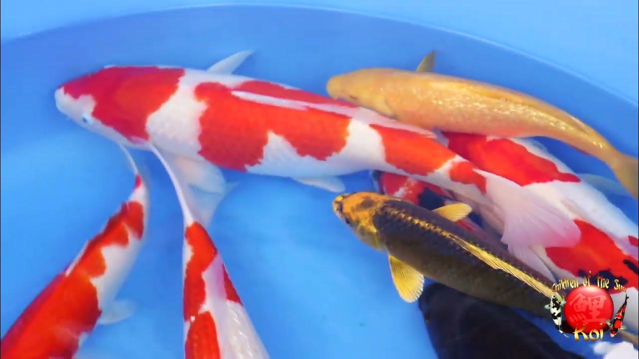 Cotskoi Auction Weekly Auction Ending December 3rd, 2023 YouTube