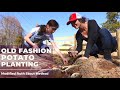 Old Fashion Potato Planting || Modified Ruth Stout Method