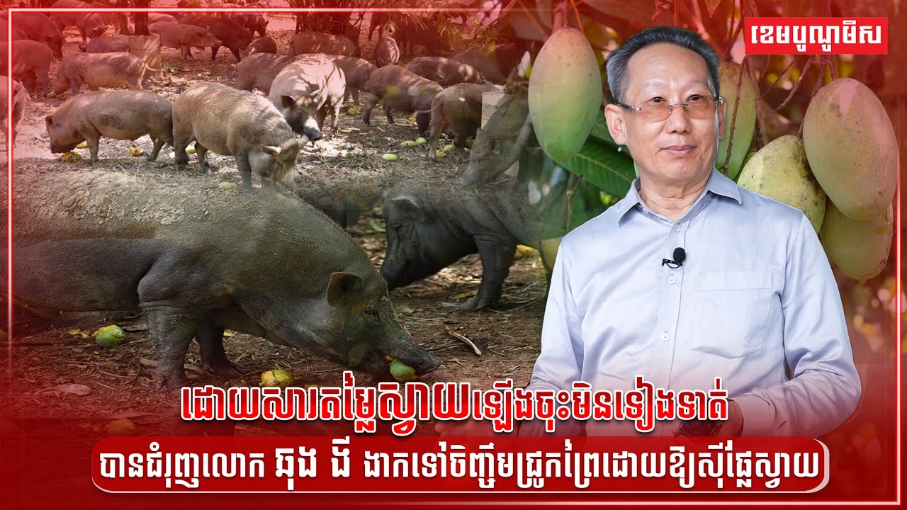 ដោយសារតម្លៃស្វាយឡើងចុះមិនទៀងទាត់បានជំរុញលោក ឆុង ងី ងាកទៅចិញ្ចឹមជ្រូកព្រៃដោយឱ្យស៊ីផ្លែស្វាយ