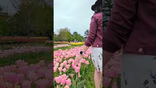 Tulip festival |Holland, Michigan #shorts #explore #michigancity