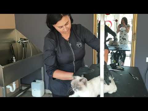 Video: Kako Risati Mačko In Psa: Kako To Pravilno Narediti