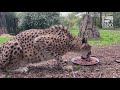 Day in Life of a Cheetah Keeper During Pandemic - Cincinnati Zoo