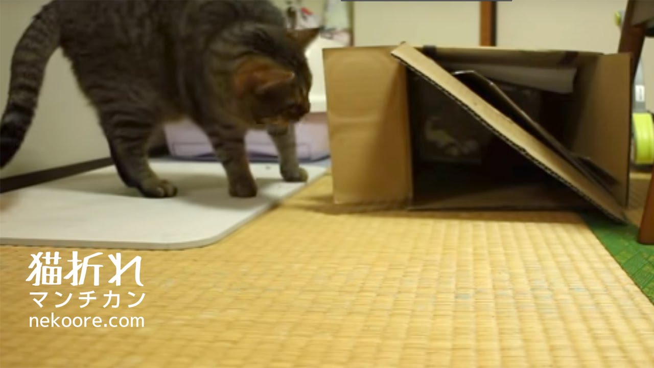 箱龟 突撃!隣のダンボール-Cat to rush to the box.