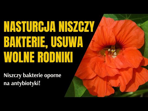 Wideo: Nasturcja