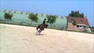 Poney 6Ans Poney 5Ans Lille