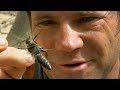 Capturing the Tarantula-eating Wasp | Deadly 60 | Earth Unplugged