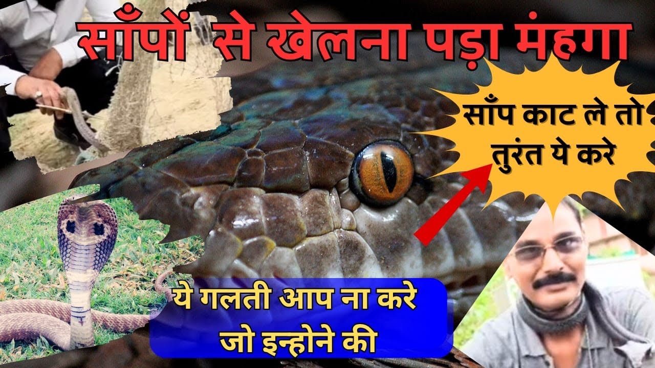 Deadly Snake Bite Kills Many | Jim Corbett Tiger Reserve | Night Drive 