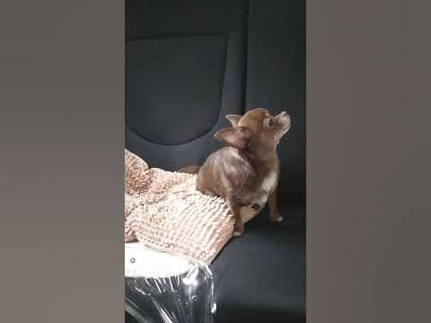 Собака плачет в машине😥Возьмите Боню на ручки - YouTube