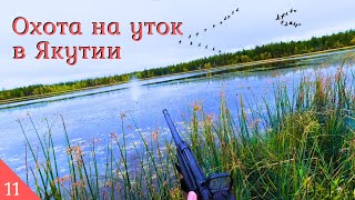 Охота на уток с коллиматора в Якутии | Нашел озеро в тайге | Күһүҥҥү кус 2023 | куһунну кус