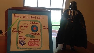 CC Cycle 1 Science week 4