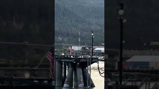 Bald Eagle in Juneau #baldeagle #alaska #carnival #carnivalluminosa