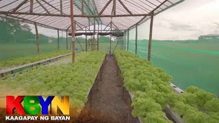 KBYN: Lettuce farm sa Pampanga, nabuo sa isang libong pisong puhunan