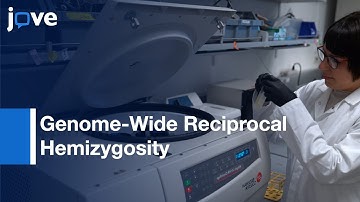 Genome-Wide Reciprocal Hemizygosity Mapping of Yeast Thermotolerance | Protocol Preview