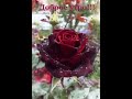 Доброе утро, ЧЕТВЕРГ! 🤗🤗🤗 04.09.2025г. Всем здоровья,  удачи, везения, счастья и позитива! 😁😁😁