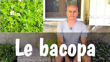 Où pousse le bacopa ?