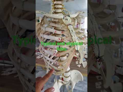 Video: Apakah maksud tulang rusuk vertebrochondral?