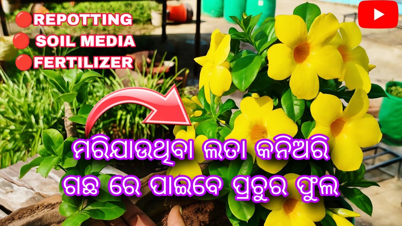 ଅଲାମଣ୍ଡରେ ଫୁଲ ଭରି ଉଠିବ ଥରେ ପ୍ରୟୋଗ କରି ଦେଖନ୍ତୁ || Allamanda Plant Repotting || @Odia_Gardener