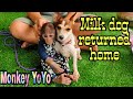 Monkey YoYo JR takes Milk dog back home| Monkey Baby YoYo