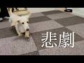 【ママ号泣】愛犬のためにタイルカーペット貼ったら衝撃の結末が…