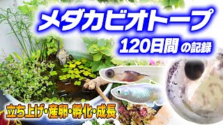 【メダカ】睡蓮鉢ビオトープの立ち上げから120日間の記録【産卵/孵化/成長】