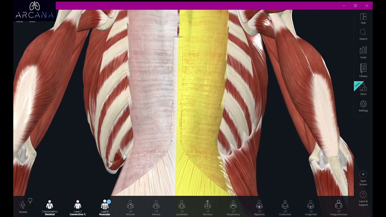 عضلات الظهر -4- المستوى العميق من عضلات الظهر العميقة+لفائف الظهر ❤️