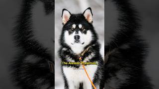 Alaskan Malamute Dog Breed Information #short #alaskanmalamute