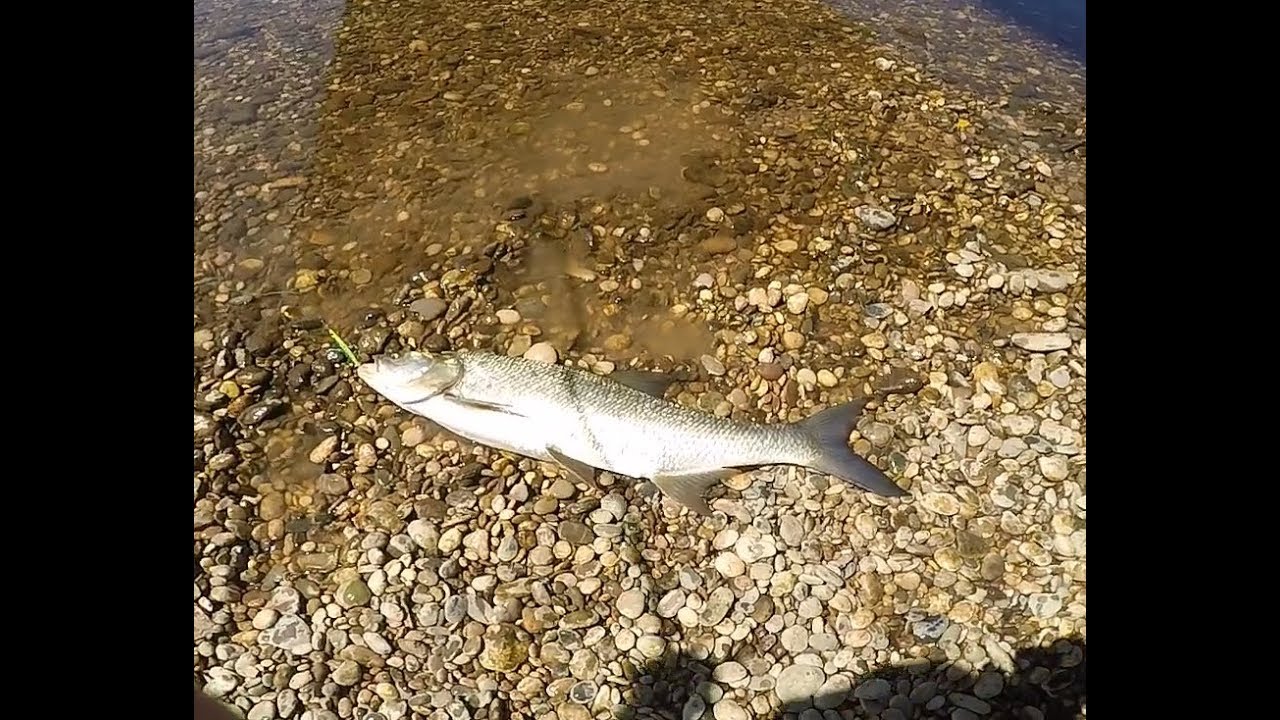 big asp sava river - YouTube
