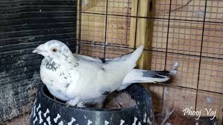 Grizzle Homing Pigeon - He is shaking ready to jet lol
