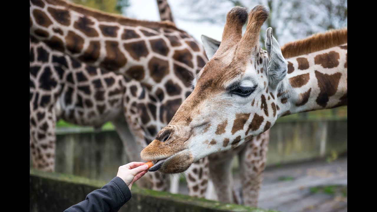 safari park feed giraffes