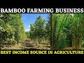 Bamboo Farming Business | Bamboo Cultivation | Baas Ki Kheti Jankari