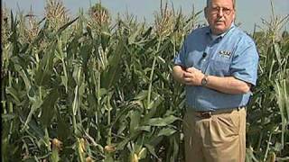 Tips for Growing Corn