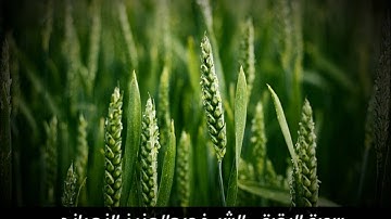 سورة البقرة كاملة - تلاوة خاشعة للشيخ عبد العزيز الزهراني