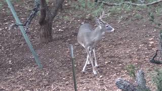 Late October Buck footage, San Saba Texas