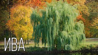 Willow: Symbol of spring | Interesting facts about willow