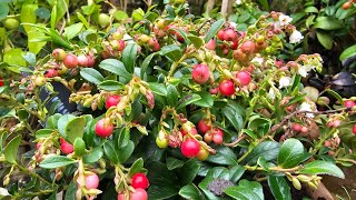 Quite possibly the best Lingonberry cultivar