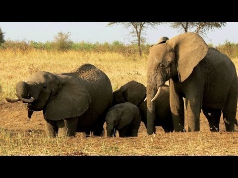 Video: Hvor Bor Elefanter