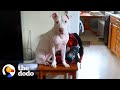 Rescue Pittie Shows Her Foster Sister How To Get Up On The Table | The Dodo Pittie Nation